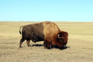 South Dakota, Wall - Buffalo Gap Dispersed Camping