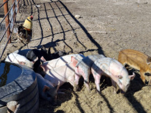 Kansas, Hutchenson - Love Acres Farm