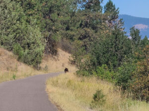 Bear, bears, and more bears!