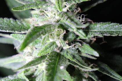 CBD in the Hemp Blossom