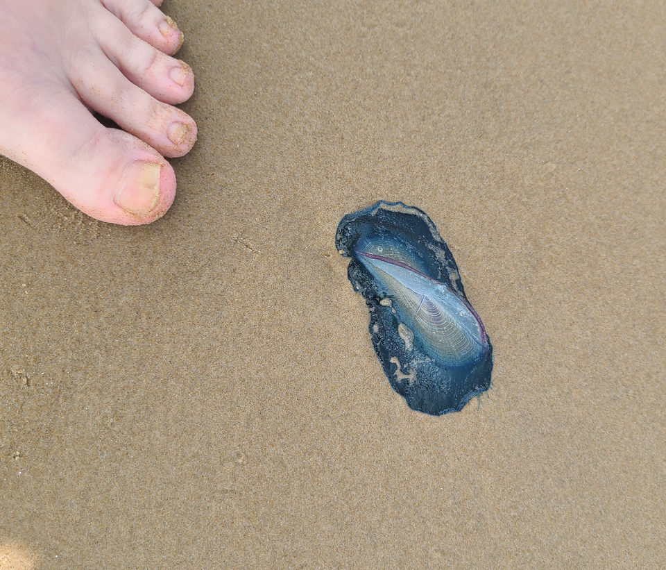 The Texas Coast was littered with these Blue pests this year.