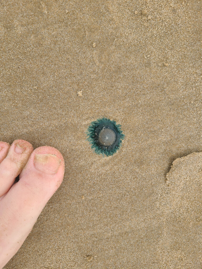 The Texas Coast was littered with these Blue pests this year.