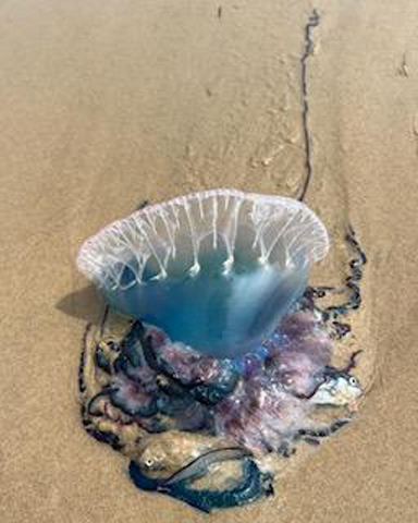 The Texas Coast was littered with these Blue pests this year.
