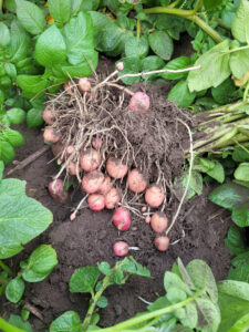 Canada, Alberta, Spruce Grove - CK Jespersen Farms