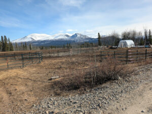 Canada, Yukon Territory, Haines Junction - Canyon Country Farms